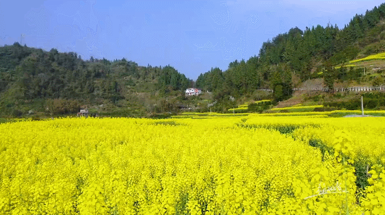 4.gif